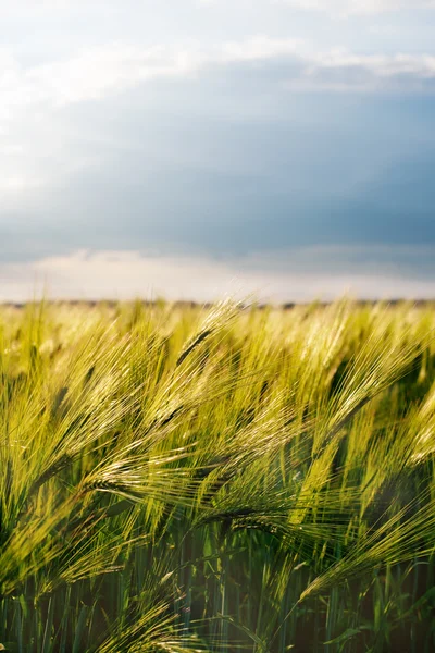 Letní pšenici plodiny pole — Stock fotografie