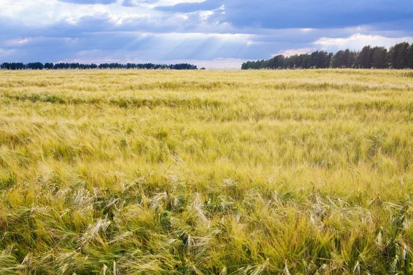 Campo de cultivos de trigo de verano —  Fotos de Stock