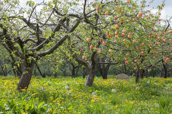 şeftali ağaçları bir