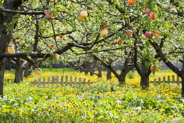 Pfirsiche auf einem Baum — Stockfoto