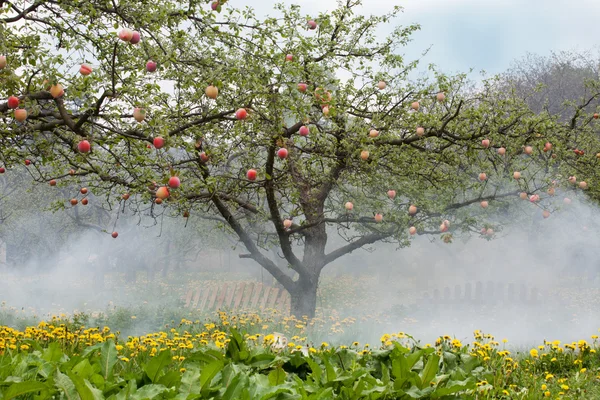 Pêssegos em uma árvore — Fotografia de Stock
