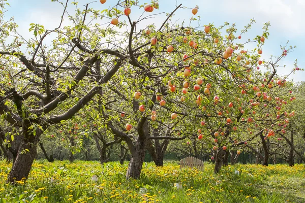 Pfirsiche auf einem Baum — Stockfoto