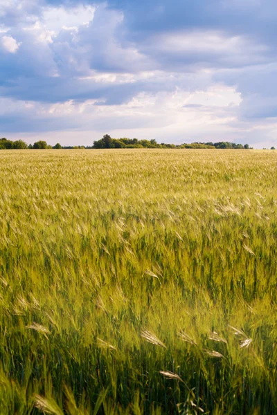 Letní pšenici plodiny pole — Stock fotografie