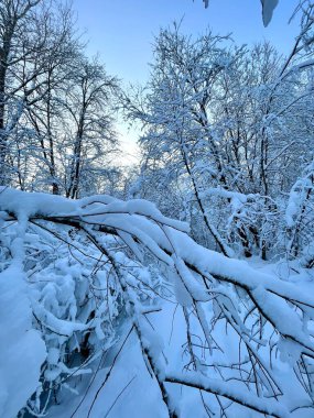 Snowy forest somewhere in Russia