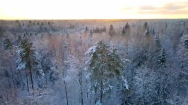 Drone flight through snowy forest at sunset