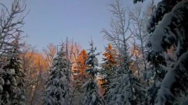 Drone flight through snowy forest at sunset
