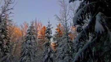 Drone flight through snowy forest at sunset