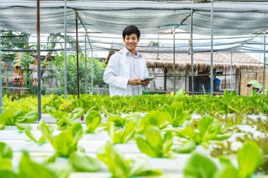 Asyalı bilim adamı, çiftçinin hidrofonik çiftliğinden sebze organik salatası ve marul kalitesini inceledi. İşçi organik bitki ve tarım endüstrisini hasat etmeye hazırlanıyor..