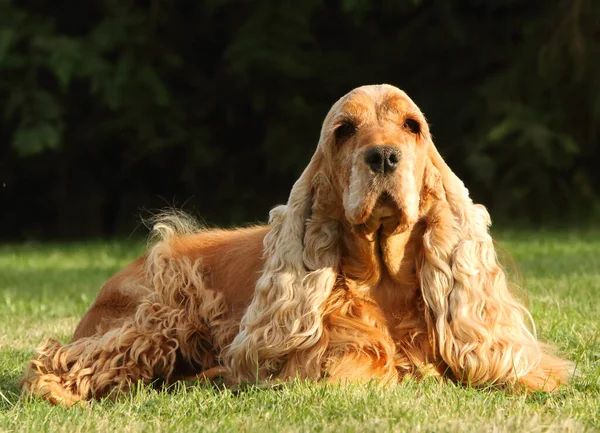 Increíble Lindo Rojo Inglés Cocker Spaniel Detalle Madre Adulto Lindo — Foto de Stock