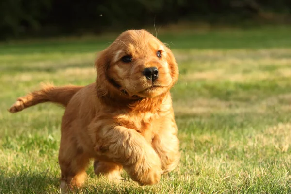 Erstaunliches Neugeborenes Und Süßes Rotes English Cocker Spaniel Welpendetail Kleine — Stockfoto