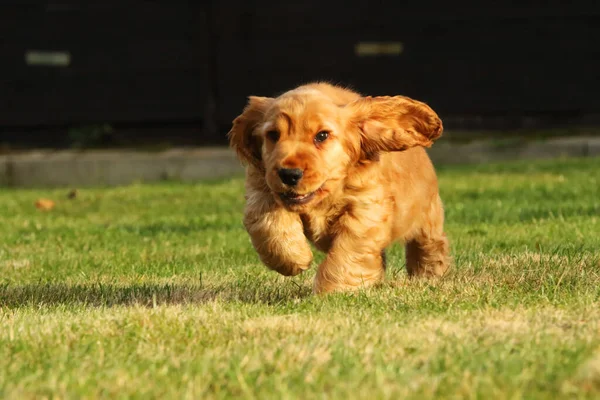 Incroyable Nouveau Mignon Rouge Anglais Cocker Spaniel Chiot Détail Petit — Photo