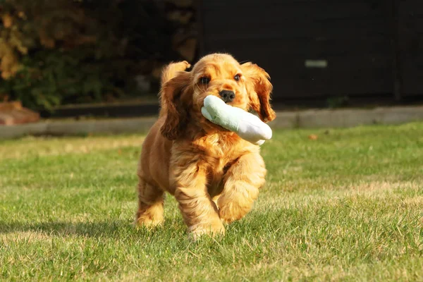 Amazing Baru Lahir Dan Lucu Inggris Cocker Spaniel Merah Anak — Stok Foto