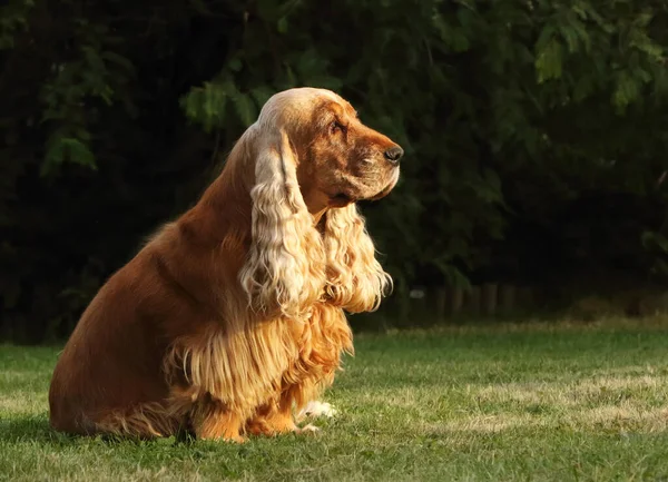 Muhteşem Sevimli Ngiliz Cocker Spaniel Anne Detayı Yetişkin Sevimli Kırmızı — Stok fotoğraf