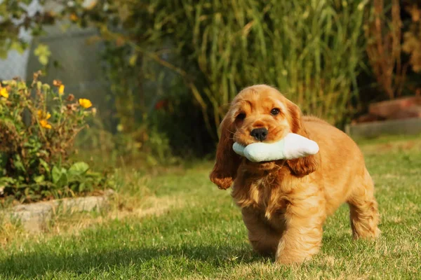 Nanılmaz Yeni Doğmuş Şirin Kırmızı Ngiliz Cocker Spaniel Köpek Yavrusu — Stok fotoğraf