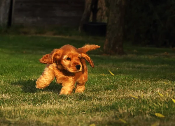 Amazing Newborn Cute Red Russian Cocker Spaniel Puppy Detail Маленький — стоковое фото