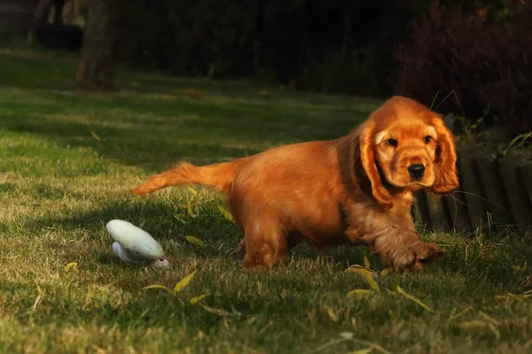 놀랍고 태어난 귀엽고 영국의 스페인 강아지 귀여운 스페인 강아지가 풀밭에서 — 스톡 사진