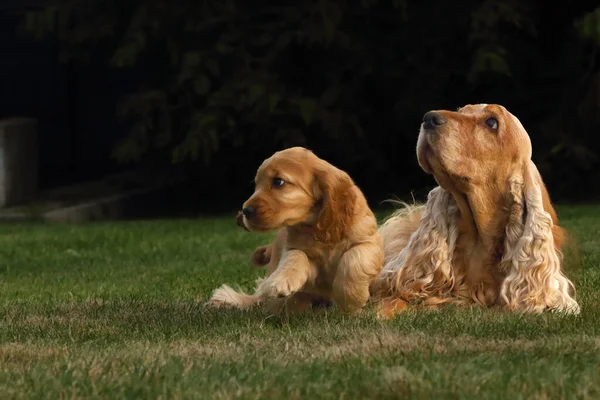 Amazing Newborn Cute Red Russian Cocker Spaniel Puppy Its Mother — стоковое фото