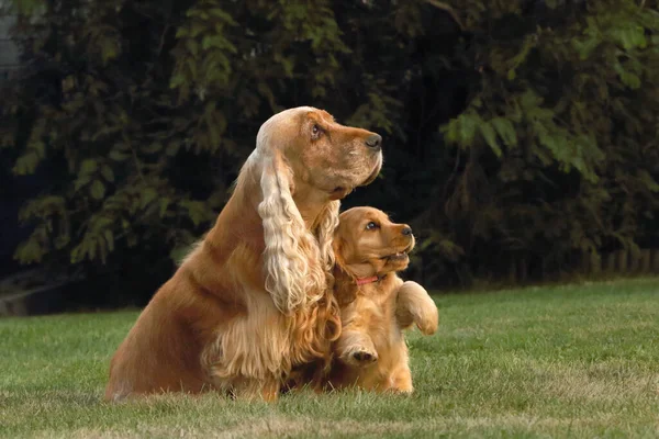 İnanılmaz, yeni doğmuş ve anne detayı ile sevimli kırmızı İngiliz Cocker Spaniel yavrusu. Küçük ve sevimli kırmızı Cocker Spaniel yavrusu annesiyle yeşil çimlerde oturuyor, sabah güneşi. Yeşil arkaplan.