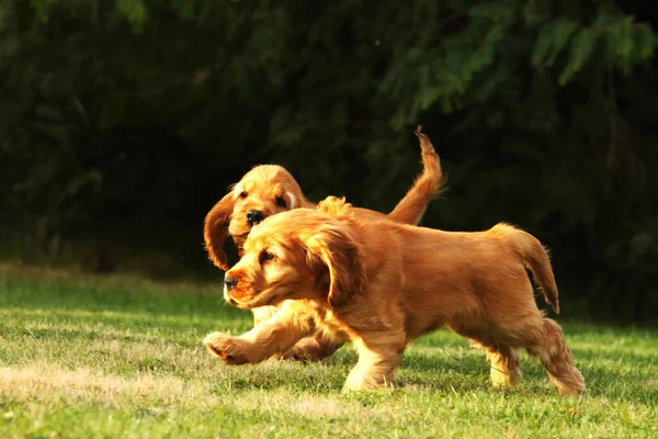 놀랍고 태어난 귀엽고 영국의 스페인 강아지 귀여운 스페인 강아지들이 풀밭에서 — 스톡 사진