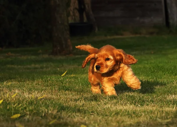 Nanılmaz Yeni Doğmuş Şirin Kırmızı Ngiliz Cocker Spaniel Köpek Yavrusu — Stok fotoğraf