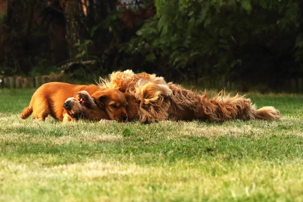 Incrível Recém Nascido Bonito Vermelho Inglês Cocker Spaniel Filhote Cachorro — Fotografia de Stock