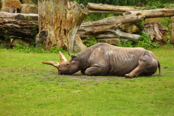 Nosorožec Východní Diceros Bicornis Michaeli Odpočívá Zelené Trávě Staré Dřevo — Stock fotografie