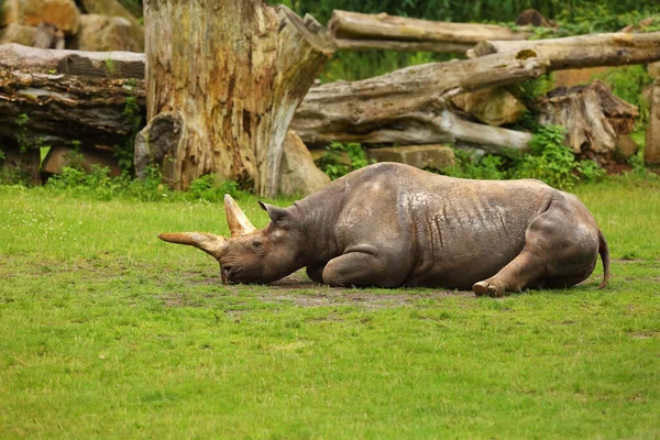 Oosterse Zwarte Neushoorn Diceros Bicornis Michaeli Rust Uit Het Groene — Stockfoto