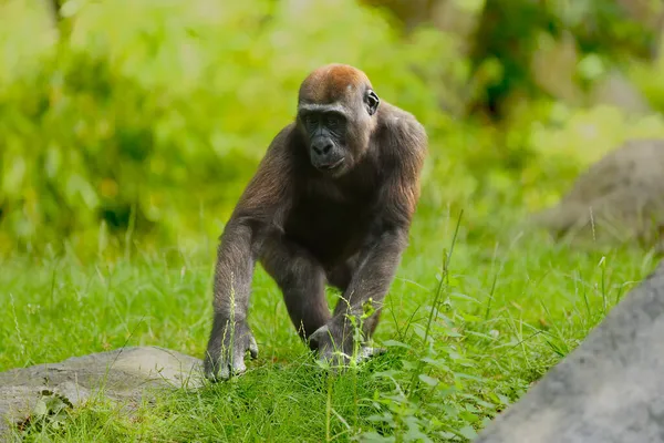 Western Lowland Gorilla Gorilla Gorilla Gorilla Young Green Grass Detail — Stock Photo, Image