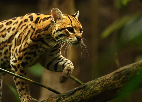 Amerikalı benekli kedi (Leopardus pardalis) dalda yürüyor. Karanlık arka plan. Amerikan lekeli kedi detayı, portre. Kahverengi arkaplan.