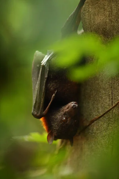 Small Flying Fox Island Flying Fox Variable Flying Fox Pteropus — Stock Photo, Image