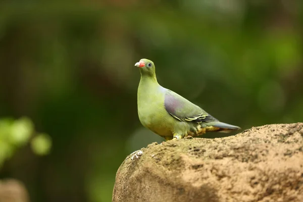 Pigeon Vert Afrique Treron Calvus Assis Sur Pierre Fond Vert — Photo