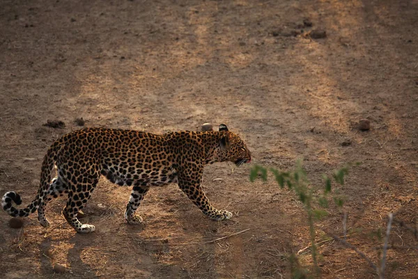 Африканський Леопард Panthera Pardus Pardus Йде Сухому Піску Полювання Африканський — стокове фото
