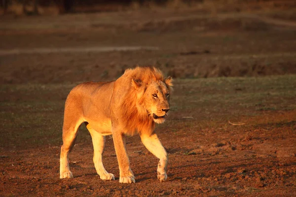 Lion Mâle Panthera Leo Marche Sur Sable Brun Sec Cherche — Photo