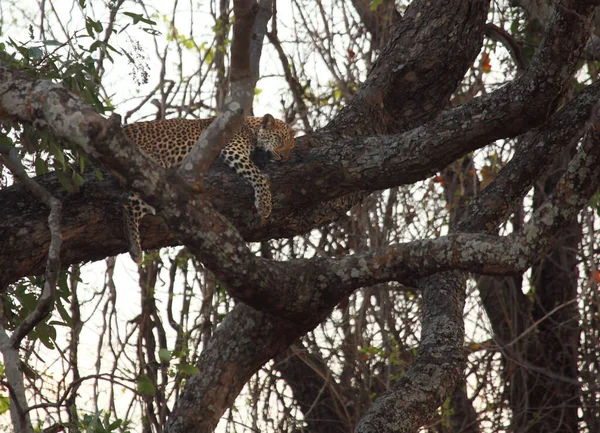 Leopardul African Panthera Pardus Pardus Masculul Odihnește Înainte Vânătoarea Copacului — Fotografie, imagine de stoc