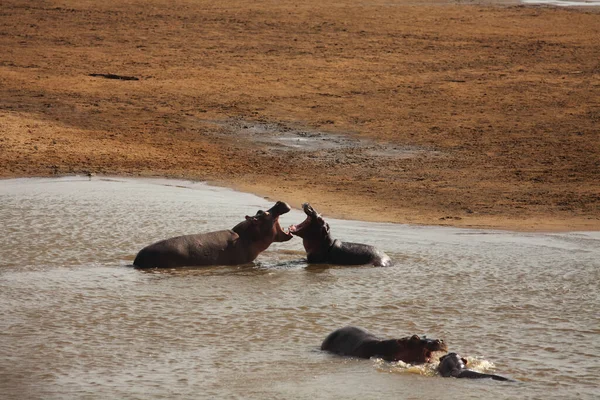 Twee Verzinsels Hippos Hippopotamus Amfibie Rivier Avond Zon Zand Rond — Stockfoto
