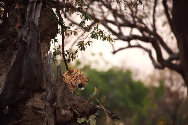 Leopardo Africano Panthera Pardus Pardus Macho Descansa Antes Caza Cazando — Foto de Stock