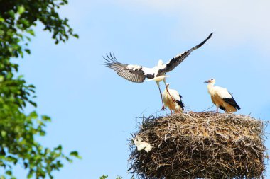 Yuvaya bir grup beyaz leylek (Ciconia ciconia) yerleşmiştir. Arka planda mavi gökyüzü.