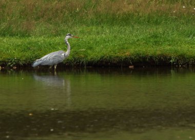 Gri balıkçıl (Ardea cinerea) ava hazırlanır. Yeşil arkaplan.