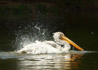 Dalmaçyalı pelikan (Pelecanus crispus) su banyosunda. Mutlu pelikanlar. Su damlaları var. Koyu arkaplan.