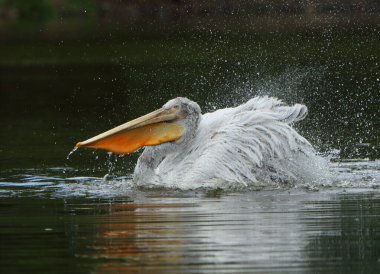 Dalmaçyalı pelikan (Pelecanus crispus) su banyosunda. Mutlu pelikanlar. Su damlaları var. Koyu arkaplan.