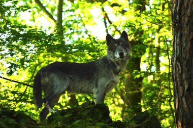 Ormanda kalan bir Kuzey Amerika kurdu (Canis lupus). Sakin, siyah ve büyük Kuzey Amerika kurt erkeği.