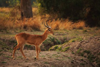 Kuru çalılıklarda yürüyen erkek lechwe (Kobus leche), puku olarak da bilinir. Kahverengi ve yeşil arka plan. Zambiya, Güney Luangwa.