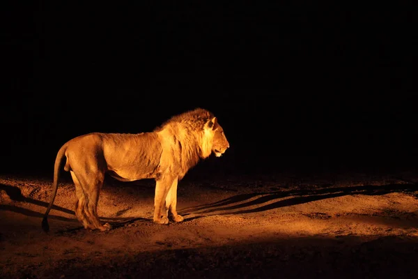Macho Leão Panthera Leo Pastagens Secas Procurando Resto Seu Orgulho — Fotografia de Stock