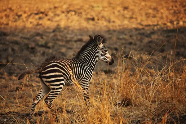 Bebé Cebra Montaña Equus Zebra Sobre Hierba Seca Con Fondo —  Fotos de Stock