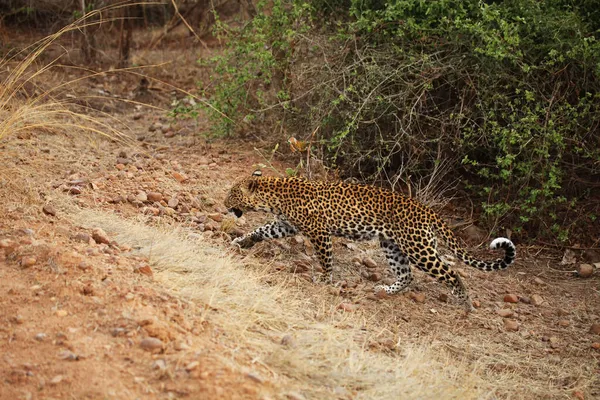 Leopardo Africano Panthera Pardus Pardus Hembra Caza Cazando Leopardo Africano — Foto de Stock