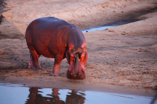 Een Hippo Hippopotamus Amfibie Het Zand Dicht Bij Rivier Avond — Stockfoto