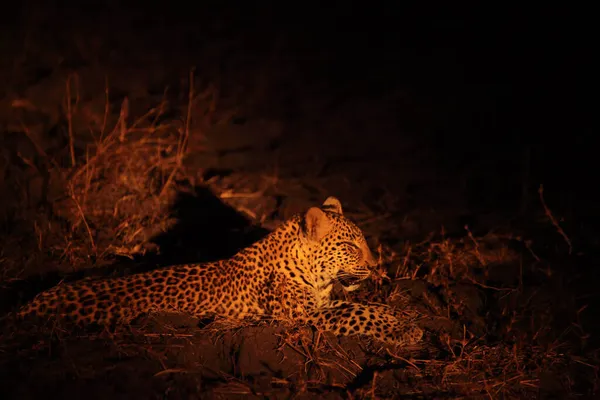 Африканский Леопард Panthera Pardus Pardus Самка Охоте Охота Африканского Леопарда — стоковое фото