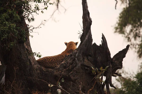 Африканського Леопарда Panthera Pardus Pardus Самець Лежить Під Старим Деревом — стокове фото