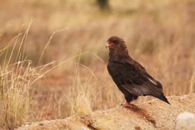 Kuru kumda oturan olgunlaşmamış Bateleur (Terathopius ekaudatus). Kuru çimenler. Göz göze. Kapanışa kadar.