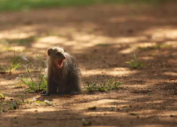 Banded Mongoose Mungos Mungo Running Green Grass Trees Shade Green — Stock Photo, Image